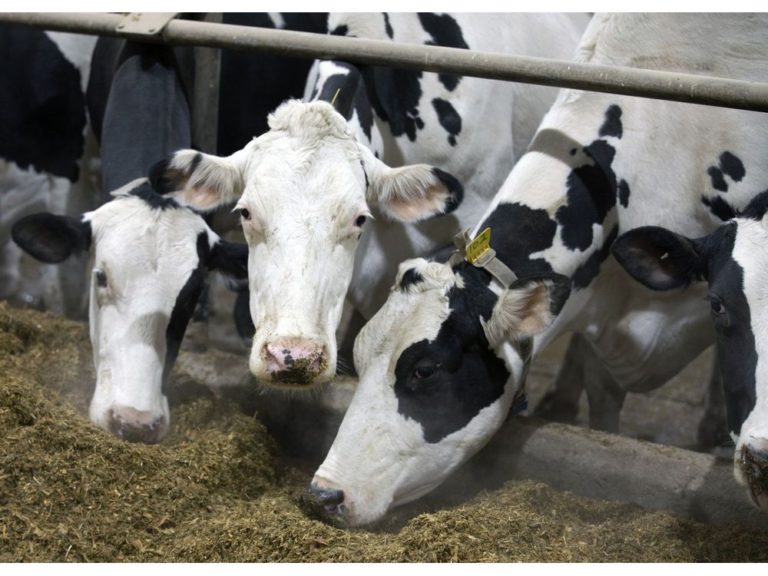 U.S. sets up second dispute panel on Canadian dairy quotas under trade deal