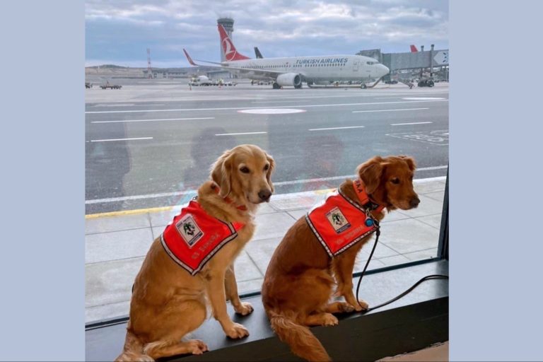 Turkish Airlines Flies Hero Dogs Home In Style