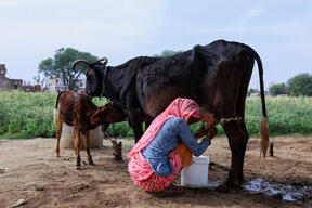 India’s milk imports soar as disease hits local cattle stock